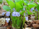 Фиалка удивительная (лат. Viola mirabilis)